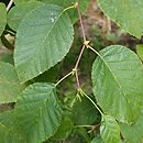 Alnus mandshurica (olsza mandżurska)