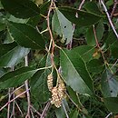 Alnus maritima (olsza nadmorska)