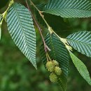 Alnus pendula
