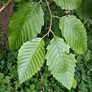 Alnus rubra (olcha czerwona)