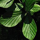 Alnus serratuloides