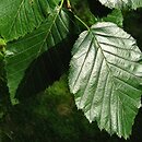 Alnus viridis var. sinuata