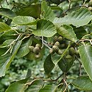 Alnus ×koehnei