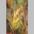 Alopecurus rendlei (wyczyniec pęcherzykowaty)