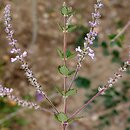 Aloysia chamaedryfolia