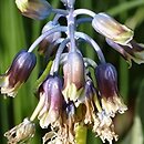 Alrawia bellii