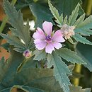 Althaea armeniaca (prawoślaz armeński)