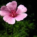Althaea cannabina