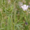 Althaea hirsuta