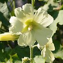 Alcea hohenackeri