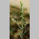 Alyssum turkestanicum (smagliczka drobna)