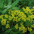 Alyssum argenteum (smagliczka srebrzysta)