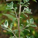 Alyssum murale (smagliczka murowa)