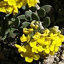 Alyssum pirinicum