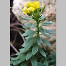 Alyssum wulfenianum