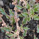 Amaranthus crispus