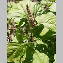Amaranthus deflexus (szarłat pochylony)