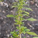 Amaranthus graecizans (szarłat nagi)