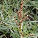 Amaranthus muricatus