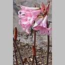 Amaryllis belladonna (amarylis (bot.))