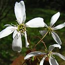 Amelanchier laevis (świdośliwka gładka)