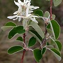 Amelanchier ovalis (świdośliwka jajowata)