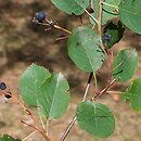 Amelanchier (świdośliwka)