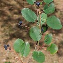 Amelanchier spicata (świdośliwka kłosowa)