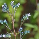 Amethystea caerulea (modratka błękitna)