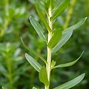 Ammannia coccinea