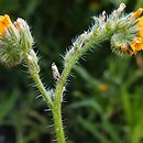 Amsinckia menziesii (opiołek Menziesa)