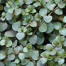 Anagallis tenella (kurzyślad wątły)