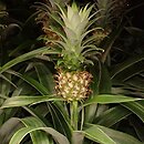 Ananas comosus (ananas)