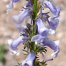 Anarrhinum bellidifolium