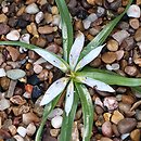 Colchicum gramineum