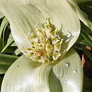 Colchicum hierrense