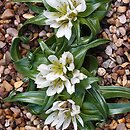 Colchicum rechingeri