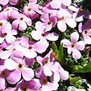 Androsace alpina (naradka alpejska)