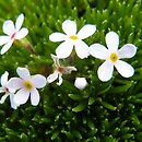 Androsace lehmanniana