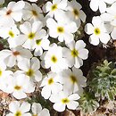 Androsace villosa (naradka kosmata)