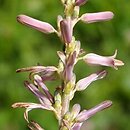 Anemarrhena asphodeloides