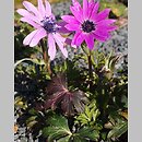 Anemone hortensis (zawilec ogrodowy)