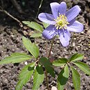 Anemone nemorosa Royal Blue