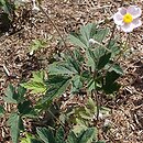 Eriocapitella vitifolia (zawilec winoroślowy)