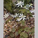 Anemonella thalictroides (zawilczyk rutewkowaty)