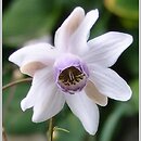 Anemonopsis macrophylla