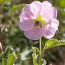 Anisodontea malvastroides