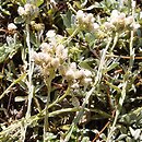 Antennaria chilensis