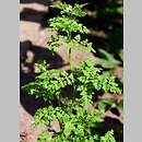 Anthriscus cerefolium (trybula ogrodowa)