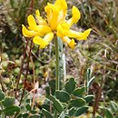 Anthyllis aurea